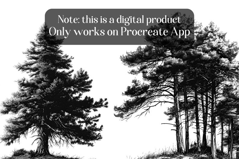May include: Two black and white illustrations of pine trees. The first image shows a single pine tree with a thick trunk and many branches. The second image shows a group of pine trees with thin trunks and many branches.