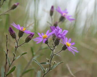 Mountain wild flower