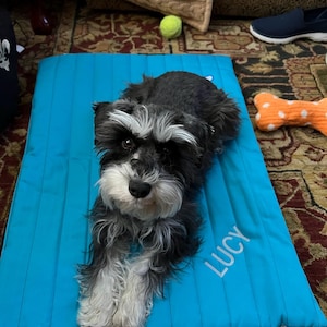 May include: A small black and white dog with a fluffy coat is lying on a blue quilted dog bed. The bed has the name "LUCY" embroidered on it.