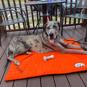 May include: A large, spotted dog rests on an orange dog bed with the name "FRANK" printed on it. A white bone-shaped toy sits on the bed. The dog is wearing a black collar and a leash is attached. The dog is lying on a wooden deck.