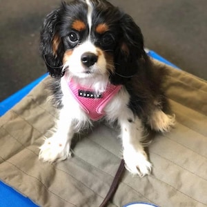 May include: A black, white, and brown Cavalier King Charles Spaniel puppy wearing a pink harness and sitting on a blue and brown dog bed. The bed has a white patch with the text "Mutt Mats" and a sleeping dog graphic.
