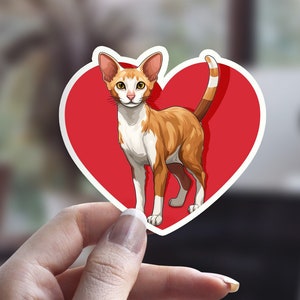 Niedliche Orientalisch Kurzhaar Katze, illustrierter Katzenaufkleber, Katzen-Person-Aufkleber, Haustier-Aufkleber, Laptop-Aufkleber, Ingwer-Katze, Valentinstag-Aufkleber