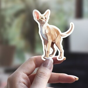 Orientalisch Kurzhaar Aufkleber, illustrierter Katzenaufkleber, niedlicher Katzenaufkleber, Katzenmenschenaufkleber, Haustieraufkleber, Laptopaufkleber, Wasserflaschenaufkleber
