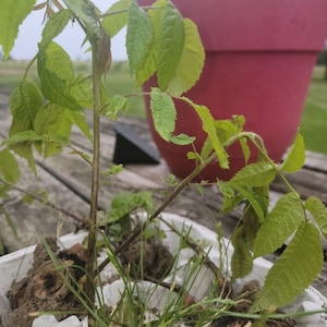 May include: A young green plant with serrated leaves growing in a white molded fiber egg carton container filled with soil and grass blades, positioned in front of a large, solid magenta plastic flower pot outdoors.