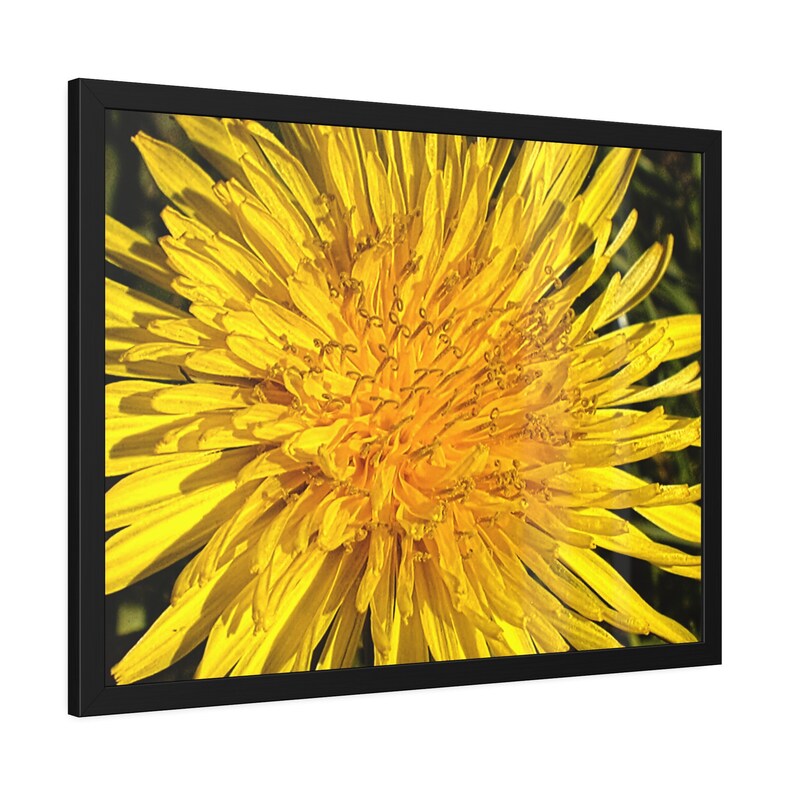 A bright yellow dandelion photo print, framed in a black frame, side view