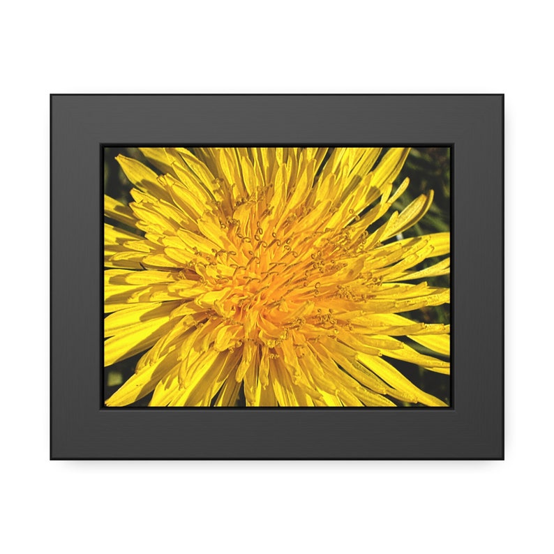 A bright yellow dandelion photo print, framed in a black frame. very small size option shown