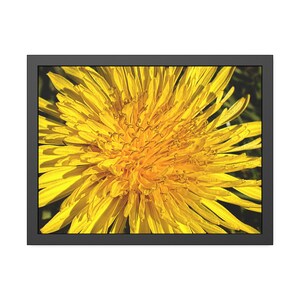 A bright yellow dandelion photo print, framed in a black frame. large size option shown, slight cropping of yellow flower tips at top and bottom