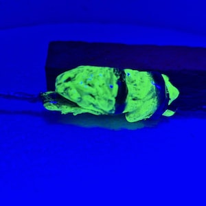 May include: A small, textured frog figurine that glows with a bright neon green color under ultraviolet light. The frog is positioned horizontally, displaying a mottled surface pattern and dark bands across its body, set against a dark background.