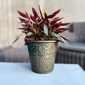 May include: A potted plant with deep red and green leaves. The plant is in a bronze-colored metal pot with an embossed floral design. The pot sits on a light-colored surface, with a blurred background.