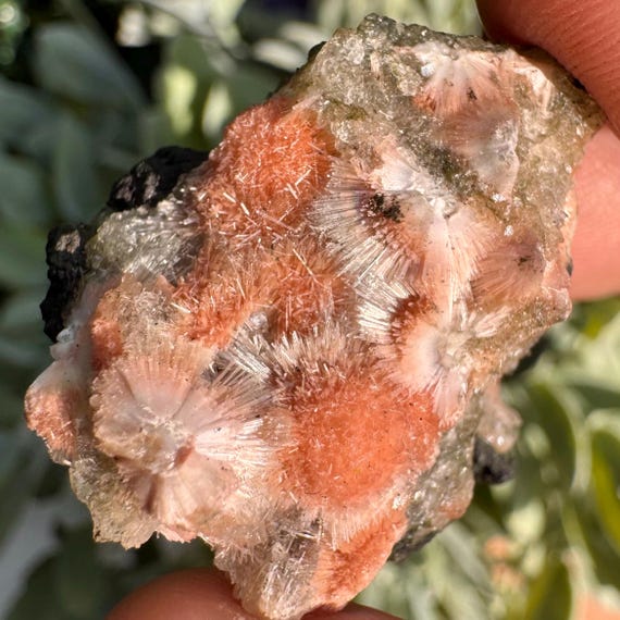 Natural Pink Thompsonite on Matrix | Rare Indian Zeolite Mineral Specimen | Radiating Crystal Spray Cluster | Collector Display Piece