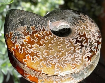 May include: A polished, fossilized ammonite shell with intricate, cream-colored patterns against a backdrop of warm brown and amber hues. The spiral shape is well-defined, showcasing the natural beauty of the ancient marine creature. The shell is displayed on a reflective surface.