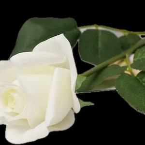 6 premium real touch long stem roses