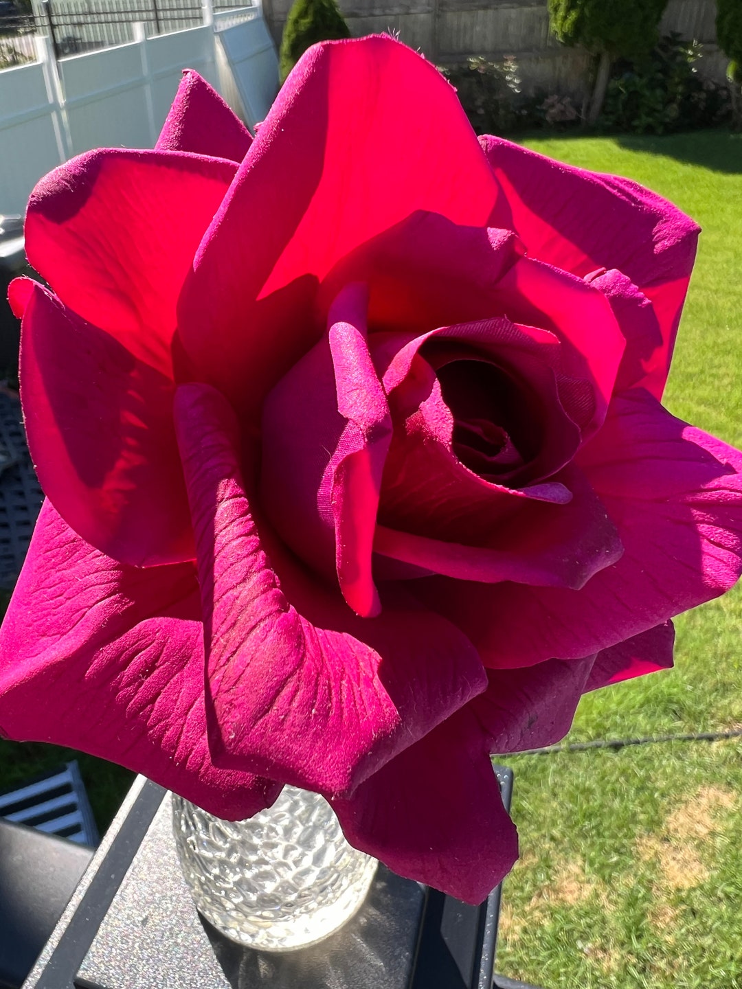 6 Real Touch Roses, 8-inch Stems - Etsy