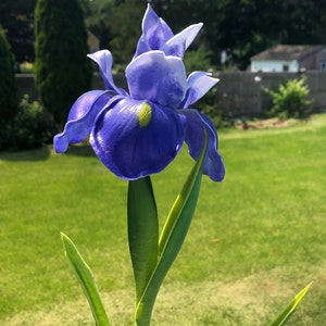 May include: A vibrant, close-up shot of a single, deep blue iris flower with white accents and a yellow center. The flower is in full bloom, with green leaves and stem. The background is a blurred green lawn and trees.
