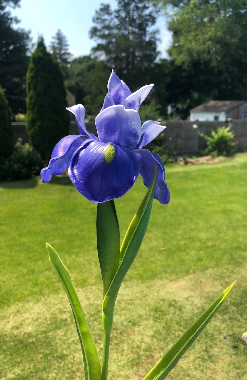 May include: A vibrant, close-up shot of a single, deep blue iris flower with white accents and a yellow center. The flower is in full bloom, with green leaves and stem. The background is a blurred green lawn and trees.