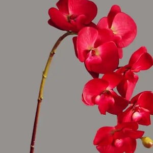 Luxurious real touch orchid with faux leaves