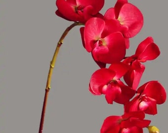 Luxurious real touch orchid with faux leaves