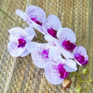 Real touch orchid with faux leaves