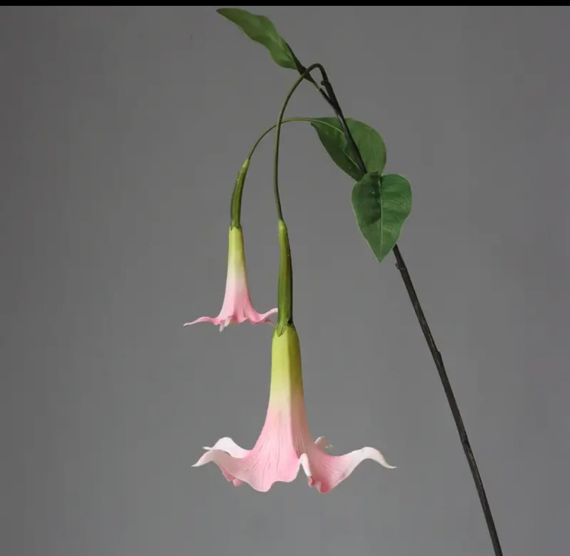 Une vraie fleur trompette d'ange avec deux capitules