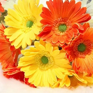 6 Real touch gerbera daisies 3 yellow 3 orange