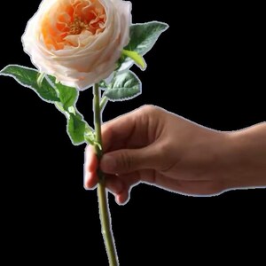 6 Large Luxurious Real Touch Cabbage Roses - Etsy
