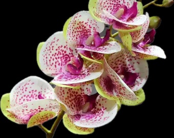 Luxurious real touch orchid with faux leaves