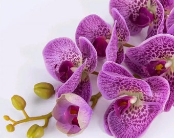 Orchidea dal vero tocco senza foglie finte