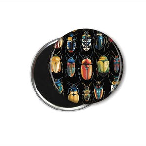 Beetle Bug Magnet Set, Set of Four Beetles, Entomology Magnets