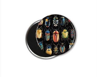 Beetle Bug Magnet Set, Set of Four Beetles, Entomology Magnets