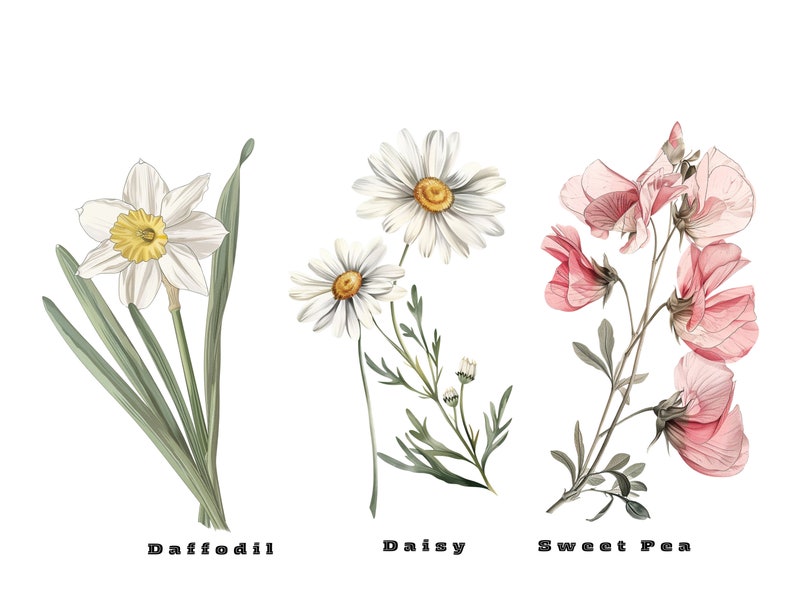 Birth Month Flowers Svg, Birthday Flower Svg, Birth Month Flower Png Bundle, Botanical Clipart, Watercolor Antique Floral, Instant Download