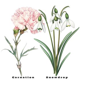 Birth Month Flowers Svg, Birthday Flower Svg, Birth Month Flower Png Bundle, Botanical Clipart, Watercolor Antique Floral, Instant Download