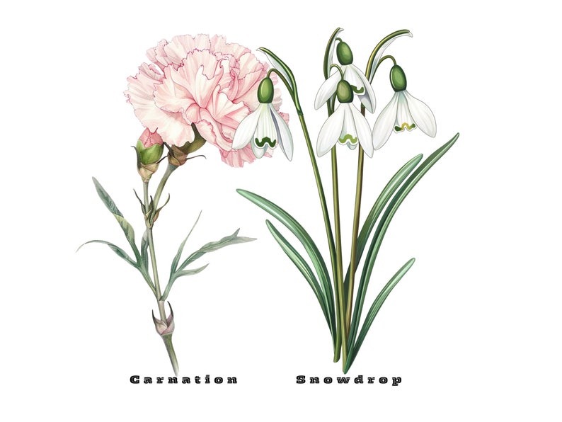 Birth Month Flowers Svg, Birthday Flower Svg, Birth Month Flower Png Bundle, Botanical Clipart, Watercolor Antique Floral, Instant Download