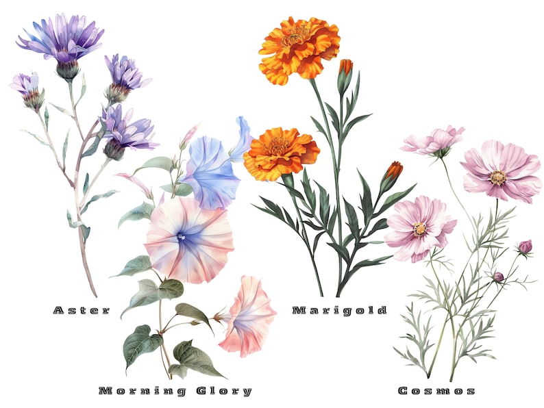 Birth Month Flowers Svg, Birthday Flower Svg, Birth Month Flower Png Bundle, Botanical Clipart, Watercolor Antique Floral, Instant Download