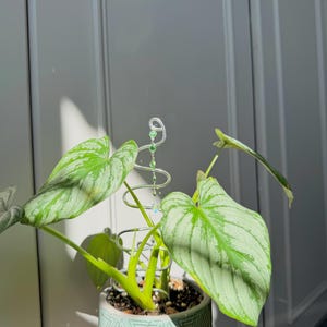 Houseplant Cane/Stake
