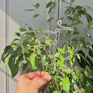 Houseplant Cane/Stake