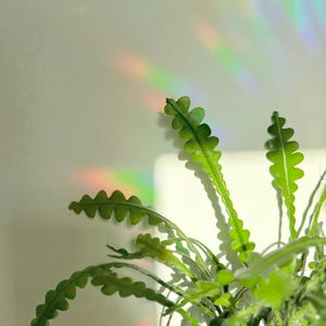 May include: A close-up of a green plant with distinctive, wavy-edged leaves. The plant is in a white pot, and the sunlight creates a rainbow effect on the wall behind it. The plant's leaves have a vibrant green colour.