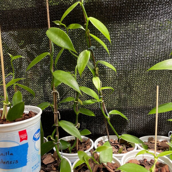 Vanilla Bean Plant Etsy