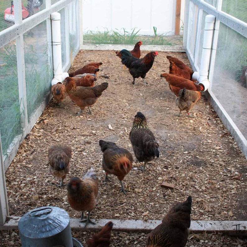 Large chicken coop plans, a DIY chicken coop with run build plan for 12 chickens, to place in your farm or backyard, an easy chicken coop plan with PDF Download, chicken coop with run plans