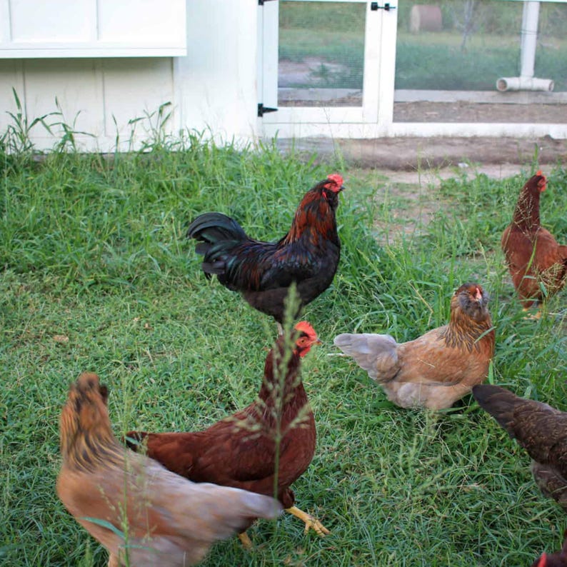 Large chicken coop plans, a DIY chicken coop with run build plan for 12 chickens, to place in your farm or backyard, an easy chicken coop plan with PDF Download, chicken coop with run plans