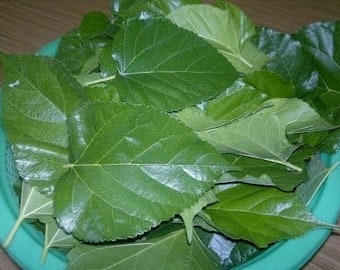 Organic White Mulberry Leaf (freshly picked by order, super tender spring leaves ) -- pet food for snail, turtle, etc. （30 pc / order)