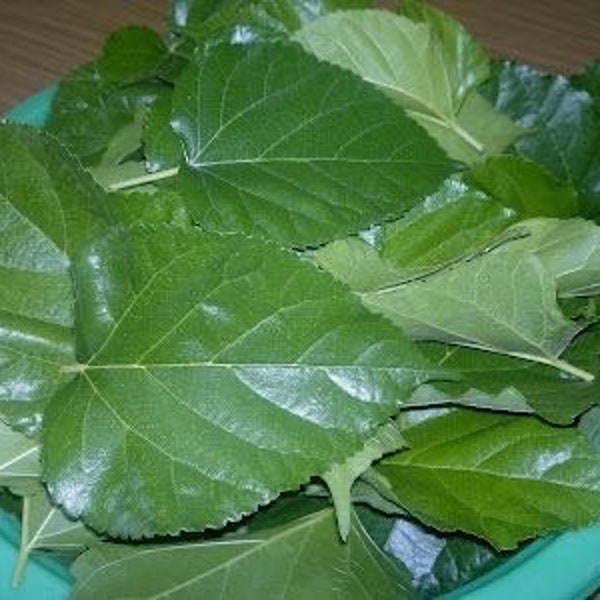 Organic White Mulberry Leaf (freshly picked by order, super tender spring leaves ) -- pet food for snail, turtle, etc. （30 pc / order)