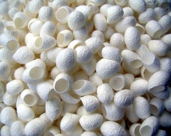 Silkworm Cocoon 50 ct for handcrafting art, jewelry design, silk protein skin care, and jumping spider nest etc.