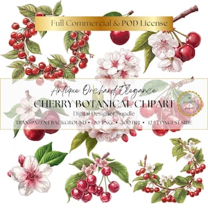 Kirsche Clipart Bundle, botanische Kirschen & Blüten, realistisches PNG-Set, Vintage-Obst-Illustration, von der Natur inspirierte Kunst, Blumen Clipart PNG