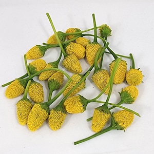 May include: A collection of yellow, textured flower buds with green stems and sepals. The buds have a conical shape and are scattered on a white surface. The flowers appear to be in the early stages of blooming.