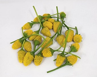 Seeds- Buzz Buttons, Electric Daisy, Toothache Plant, Szechuan Button. 100+ seeds per pack.