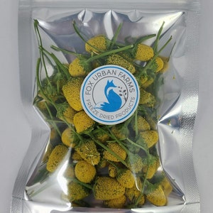 Freeze Dried Hydroponic Buzz Buttons- 50 count