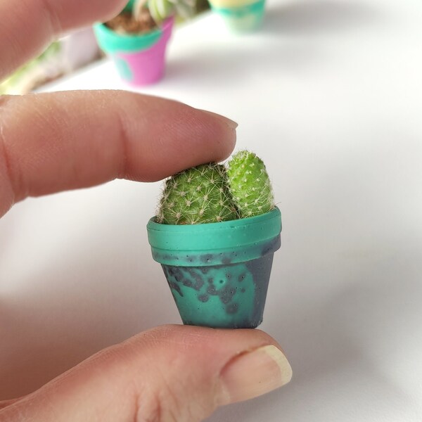 3 piezas mini cactus suculentas en maceta, planta en miniatura, planta diminuta
