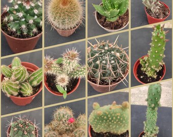 Lot de 12 cactus assortis, cactus vivants