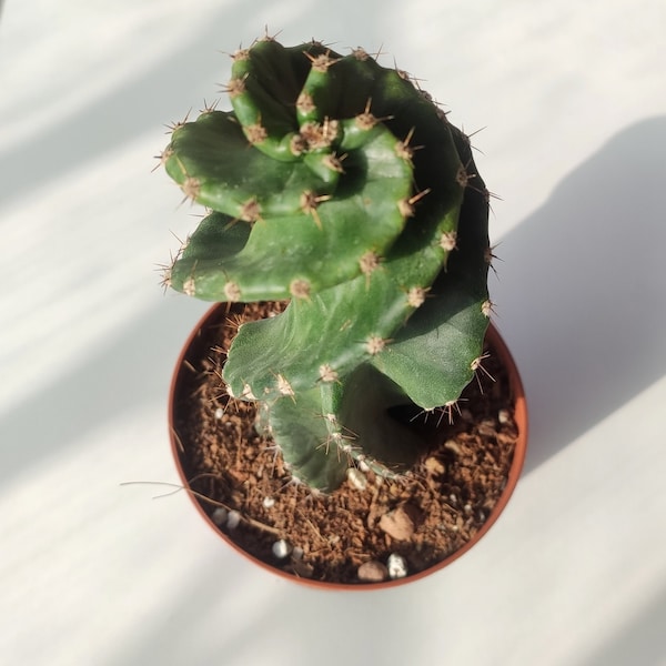 Spiral Cactus -  Cereus Forbesii Spiralis