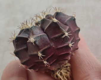 Gymnocalycium michanovichii violet